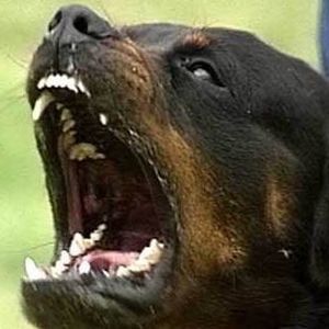 Meet your Posher, Ty